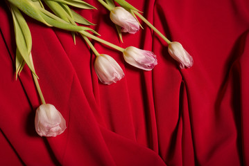 Background of red cloth and tulips