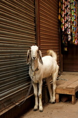Koza © shutterfil77