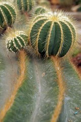 Obraz premium Cactus