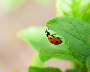 Obraz premium Ladybug on green leaf