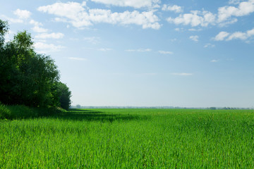 Countryside field and forest