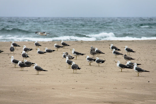 Seagulls and the sea.