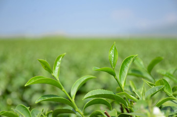 Green tea leaves in plantation field.