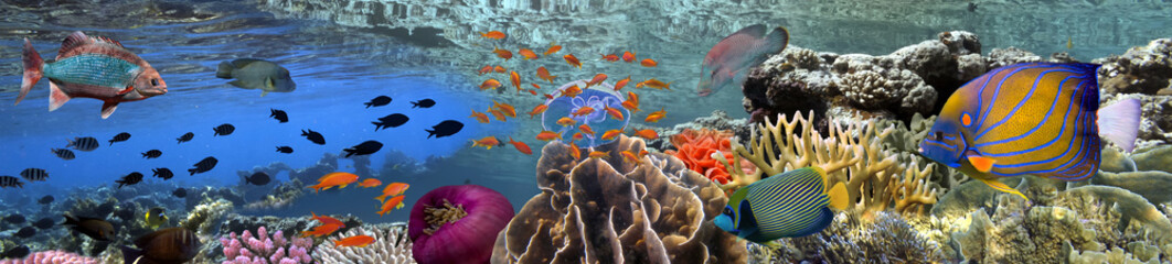Fototapeta premium Podwodna panorama rafy koralowej ze szkołą kolorowych ryb tropikalnych