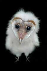 Tierbaby Schleiereule als Freisteller