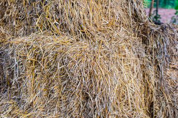Close up stack dry grass , Thatch or Haystacks. Hay background as a front view of a bale of hay as an agriculture farm and farming symbol of harvest time with dried grass straw.