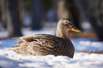 Winter Ducks