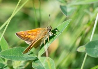 Rostfarbiger Dickkopffalter/ Rostfleckiger Dickkopffalter (Ochlodes sylvanus syn. Ochlodes venata), Weibchen, sitzt auf Kleeblatt, Niedersachsen, Deutschland, Europa
