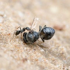 Rote Waldameisen (Formica rufa) zieht tote Biene über Sandboden, Niedersachsen, Deutschland, Europa 