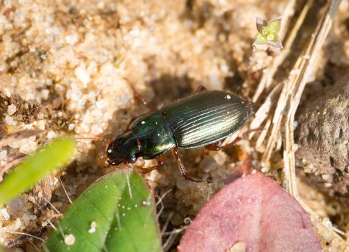 Metallfarbener Schnelll&auml;ufer (Harpalus affinis), Laufk&auml;fer, auf Sandboden, L&uuml;neburger Heide, Niedersachsen, Deutschland, Europa
