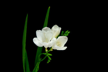 single flower white freesia on black background