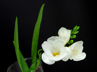 Obraz na płótnie Canvas single flower white freesia on black background