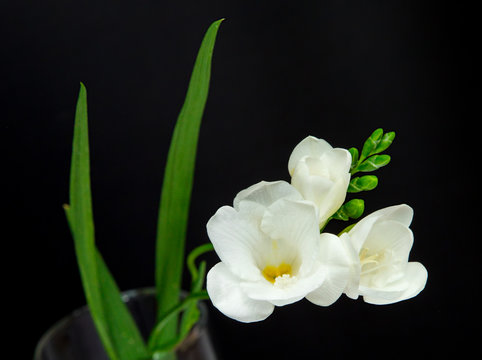 Single Flower White Freesia On Black Background