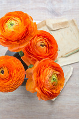 Orange Ranunkeln (Frühlingsblumen)