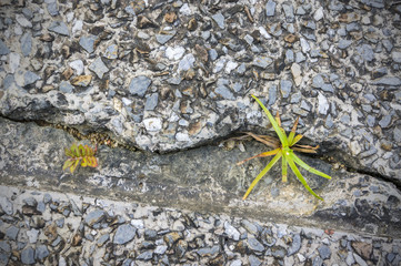 NEW LIFE IS BEGIN. New development and renewal as a business concept. Tittle tree on tile path.