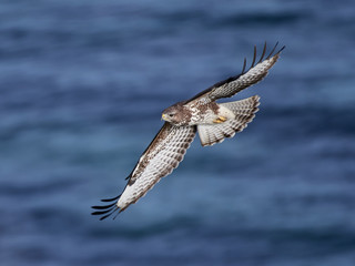 Common buzzard (Buteo buteo)