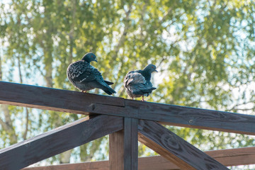Doves sitting on the wooden fence