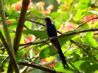 Brasil - Beija-flor - Hummingbird - Eupetomena macroura (Beija-flor-tesoura; Swallow-tailed Hummingbird)