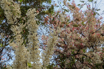 Cassia bakeriana Craib or 