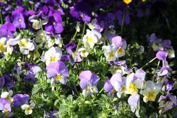 Blühende Hornveilchen