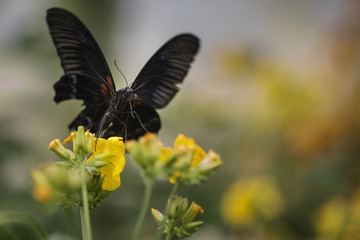 Stunning Scarlet swallowtail butterfly on bright yellow flower with other butterfly flying in background