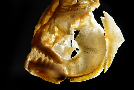skull of a piranha