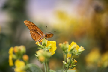 Julia butterfly lepidoptra nymphalidae butterfly on vibrant yellow flowers