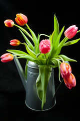 The composition of colorful tulips in watering can.