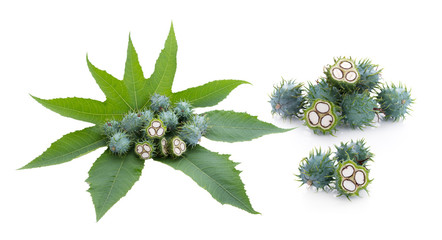 Castor oil plant on white background