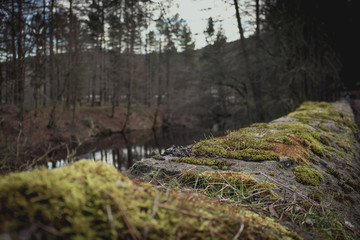 Moss on the bridge