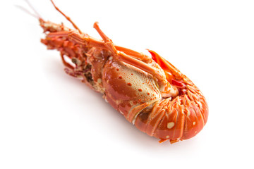 langouste