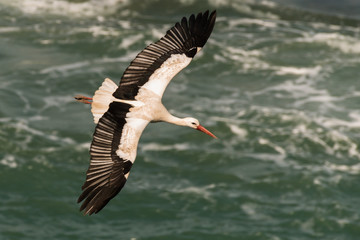 White stork