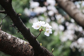 Wuhan University，cherry