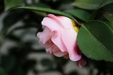 Wuhan University，cherry