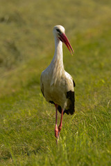 White stork