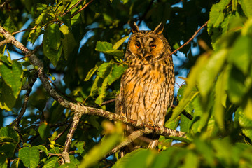 Long-eared owl