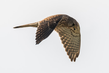 Fototapeta premium Common kestrel