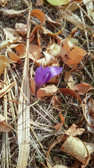 Purple flower between flower