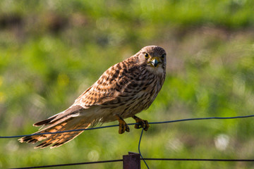 Common kestrel