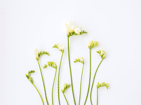 Tender Freesia On White Background