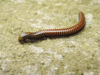 Embuá - Gongo - Gongolo - Piolho-de-cobra - Miriápodes - Diplópodes - lulus sabulosus cllindroiulus - Animalia - Arthropoda - Myriapoda - Diplopoda - Juliformia - Julidae