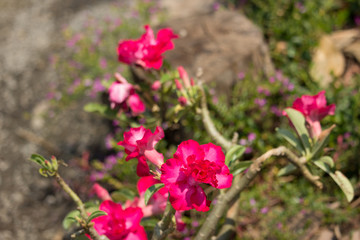  Soft Pink Desert rose flowers