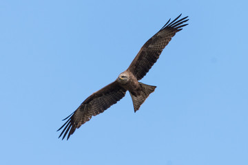 Obraz premium black kite