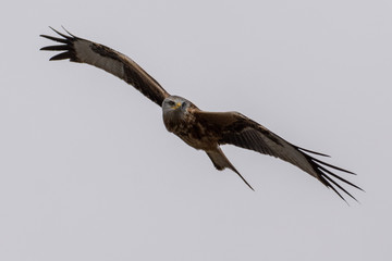 Red kite
