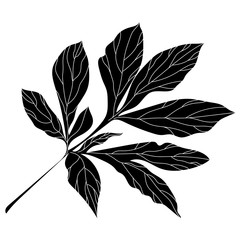 Black and white hand drawn graphical leaves twig. Vector.