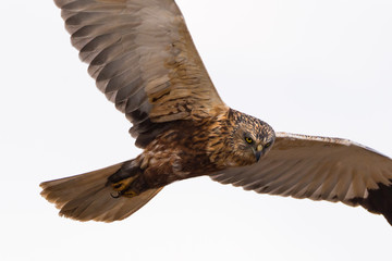 Western marsh harrier