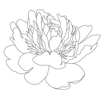 Graphical black and white peony bud, sketch, isolated on a white background. Vector.