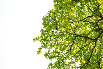 green leaves isolated on white background with copy space.
