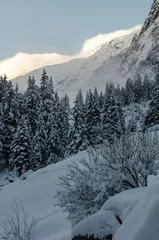Fotobehang Fresh snow in Swiss mountains on fir trees early in the morning © Mario