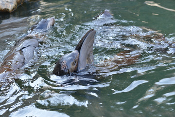 Northern fur seal (Callorhinus ursinus) in water
